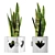 Stylish Sansevieria Plant 3D model small image 1