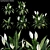 Botanical Beauty: Spathiphyllum Wallisii 3D model small image 1