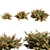 Vibrant Crimson Abelia Bush 3D model small image 1