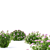 Japanese Spiraea Little Princess Bushes 3D model small image 5