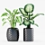 Tropical Trio: Chinese Evergreen & Dumb Cane 3D model small image 2