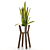 Modern Sansevieria Plant: 3D Model for 3Ds Max 3D model small image 7