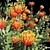 Colorful Heart Leucospermum: Vibrant and Stunning 3D model small image 5