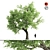 Spring Breeze Amur Cork Tree 3D model small image 1