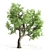 Spring Breeze Amur Cork Tree 3D model small image 2
