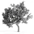 Spring Breeze Amur Cork Tree 3D model small image 3