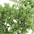 Spring Breeze Amur Cork Tree 3D model small image 4