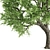 Spring Breeze Amur Cork Tree 3D model small image 5
