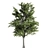 Premium Linden Tree 3D model small image 2