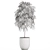 Tropical Plant Ficus Alii in White Pot 3D model small image 5