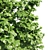 Leafy Beauty: Tilia Europaea Linden Tree 3D model small image 3