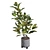 Tropical Vibes - Croton 01 3D model small image 5