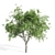 Stunning Velvet Mesquite Tree 3D model small image 2