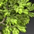 Mini Indoor Tree 3D model small image 3