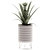 Tropical Pineapple Plant Collection 3D model small image 3