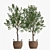 Classic Olive Tree Set 3D model small image 3