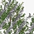 Classic Olive Tree Set 3D model small image 4