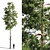 Scots Pine 1: Versatile Poly 3D model small image 1