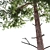 Scots Pine 1: Versatile Poly 3D model small image 4