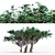 3D Acacia Tree - High-Quality 3D Model 3D model small image 1