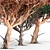 3D Acacia Tree - High-Quality 3D Model 3D model small image 3