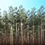 Mast Pine Options: Premium 3D Model. 3D model small image 5