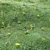 Floral Field: Grass with Flowers 3D model small image 1