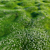Bryozo Lawn: Corona Scatter-Enabled 20x20m Meadow 3D model small image 5