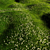 Bryozo Lawn: Corona Scatter-Enabled 20x20m Meadow 3D model small image 6