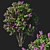 Pink Lilac Tree - Syringa Vulgaris 3D model small image 1