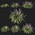 Variegata Liriope Muscari Grass 3D model small image 1