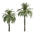 Exquisite 3D Palm Trees with Stunning Heights 3D model small image 3