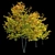 Autumn Bliss: Tilia Europaea & Linden Tree 3D model small image 3