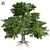 European Beech Tree: High-Quality 3D Model 3D model small image 1
