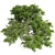 European Beech Tree: High-Quality 3D Model 3D model small image 3