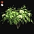 Japanese Angelica Tree: Optimized, Quad-based, High-Quality 3D Model 3D model small image 1