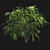 Japanese Angelica Tree: Optimized, Quad-based, High-Quality 3D Model 3D model small image 2