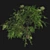Japanese Angelica Tree: Optimized, Quad-based, High-Quality 3D Model 3D model small image 4