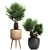Tropical Palm Collection: Exotic & Decorative Indoor Plants 3D model small image 4