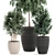 Exotic Plant Collection: Rhapis, Ficus, Nerium 3D model small image 2