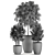 Exotic Plant Collection: Rhapis, Ficus, Nerium 3D model small image 5