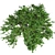 Kousa Dogwood: Perfect Condition, High-Quality 3D model small image 1