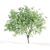 3 Velvet Mesquite Trees: Vibrant & Hardy 3D model small image 5