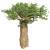 Exquisite Madagascan Baobab Tree 3D model small image 2