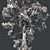 Optimized Douglas Fir Tree 3D model small image 5