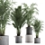 Tropical Indoor Palms in Concrete Pots 3D model small image 1