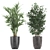 Indoor Plant Collection: Ficus, Banana Palm & Exotics 3D model small image 3