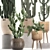 Exotic Cactus Collection in Rattan Baskets 3D model small image 3