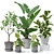 Tropical Plant Collection: Figs, Japanese Banana, Rubber Tree & Anthurium 3D model small image 1