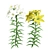 Outdoor Lily Garden Blossoms 3D model small image 1